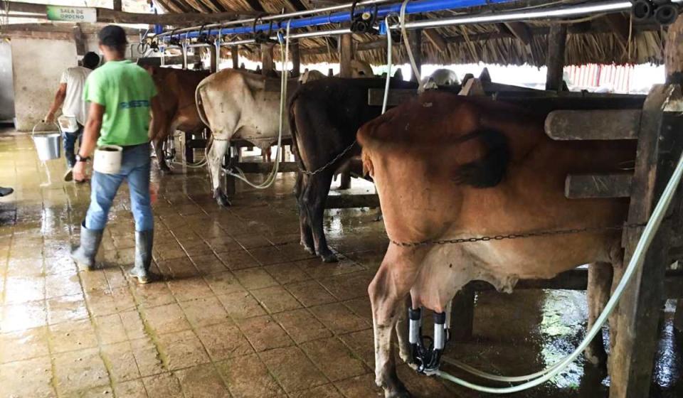 Producción de leche en Colombia ha caído 10 % en 2023. Imagen: Cortesía Fedegán.