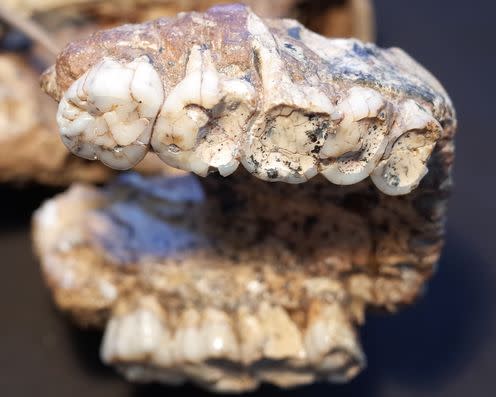 <span class="caption">Upper jaw of Paranthropus robustus, which lived 1.2-1.8m years ago.</span> <span class="attribution"><span class="source">Ian Towle</span>, <span class="license">Author provided</span></span>