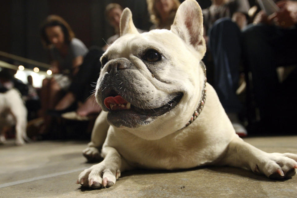 Archivo - Lola, una perrita de raza bulldog francés, antes del comienzo de un servicio por el Día de San Francisco en la Catedral de San Juan el Divino, el 7 de octubre de 2007, en Nueva York. (AP Foto/Tina Fineberg, Archivo)