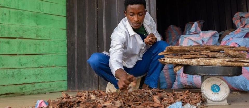 Contrairement à leurs confrères chinois qui ont obtenu pignon sur rue et reconnaissance dans les pays occidentaux, les médecins traditionnels africains regrettent les railleries dont ils sont encore souvent la cible.
