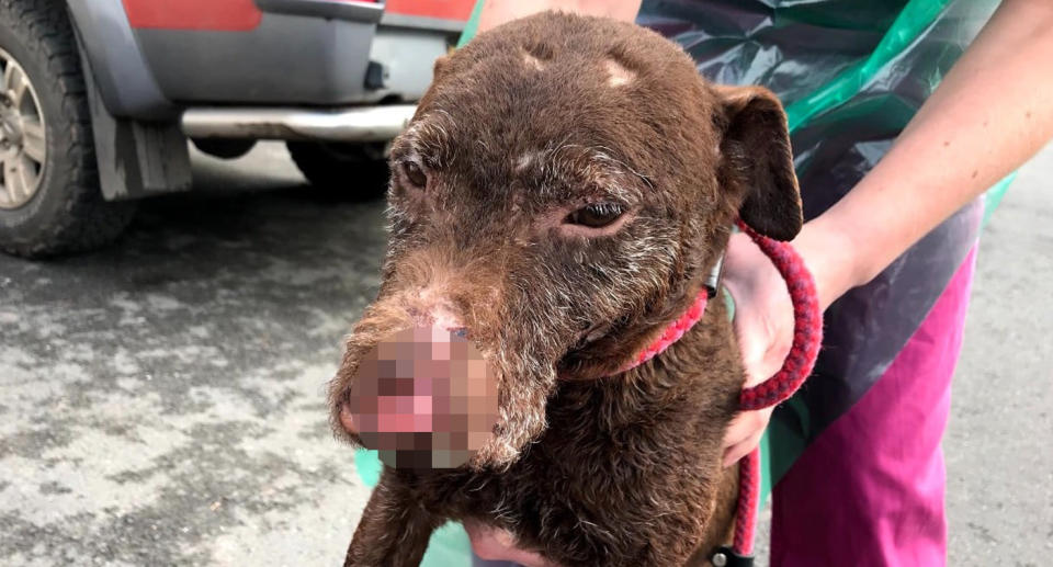 Fig the dog pictured with a disfigured face from suspected badger baiting.