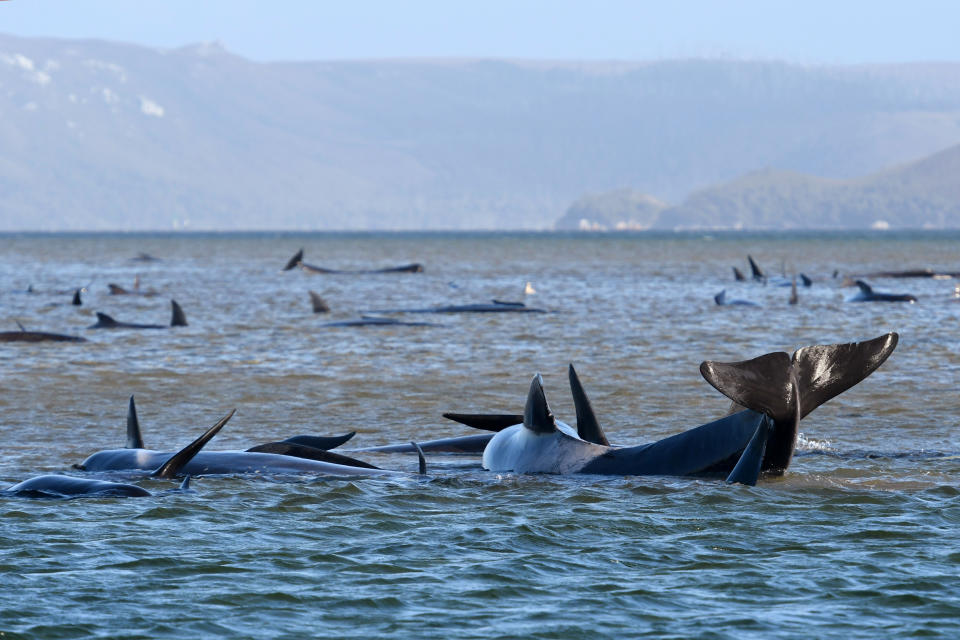 Pilot whales lie stranded on a sand bar near Strahan, Australia, Monday, Sept. 21, 2020. An estimated 250 whales are stuck on sandy shoals and government marine conservation staff have been deployed to the scene to attempt to rescue the whales. (Brodie Weeding/Pool Photo via AP)