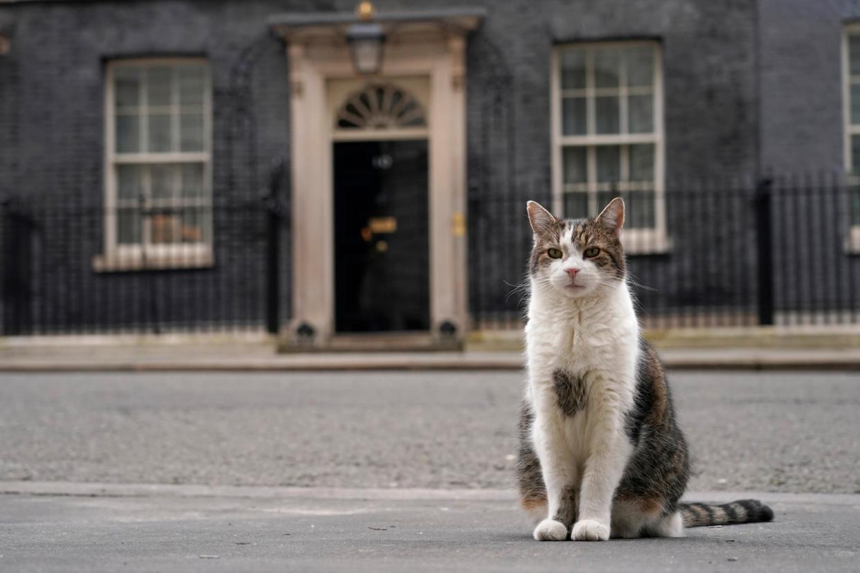 <span>Larry keeping watch outside 10 Downing Street. </span><span>Photograph: Alberto Pezzali/AP</span>