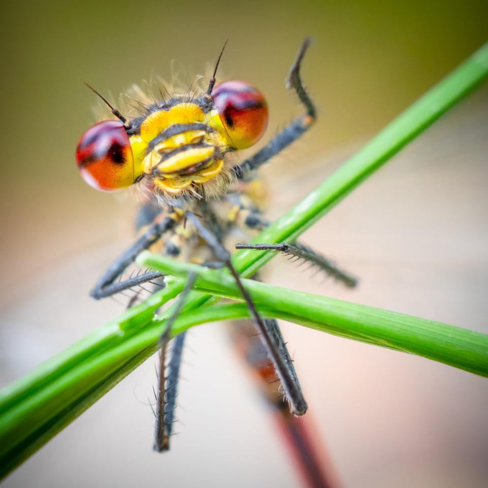 A damselfly appears to be waving at the camera.