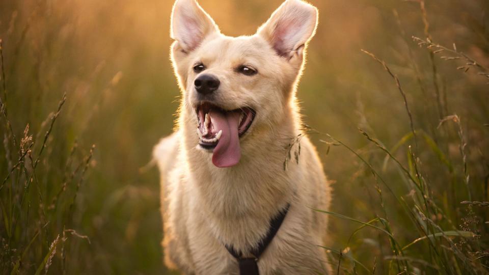 happy dog