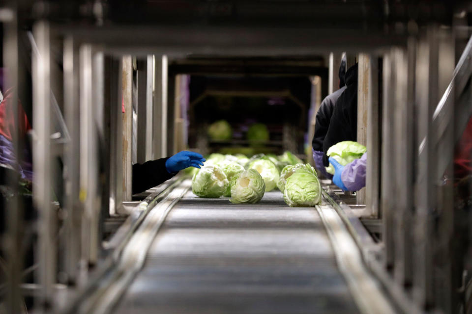 <p>Trabajadores agrícolas cosechan repollos antes del amanecer en un campo a las afueras de Calexico, California, el 6 de marzo de 2018 (Foto: Gregory Bull/<em>AP</em>). </p>