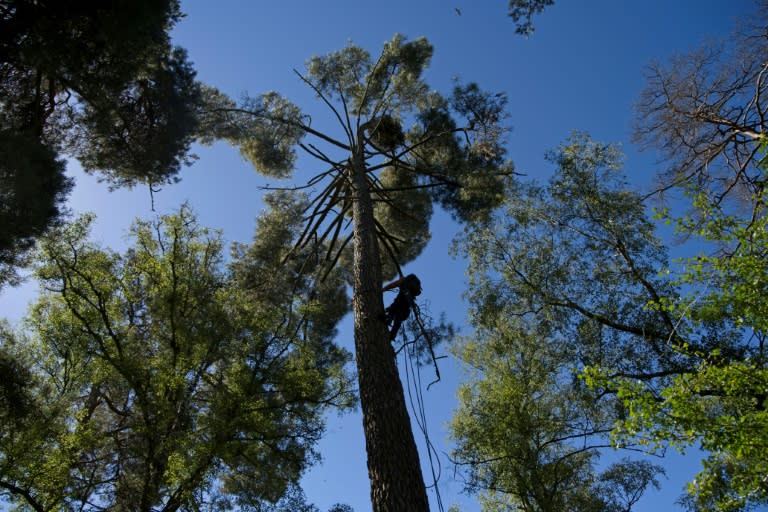 Des arbres du parc national de Chambord, dans le Loir-et-Cher, le 2 juillet 2022 (GUILLAUME SOUVANT)