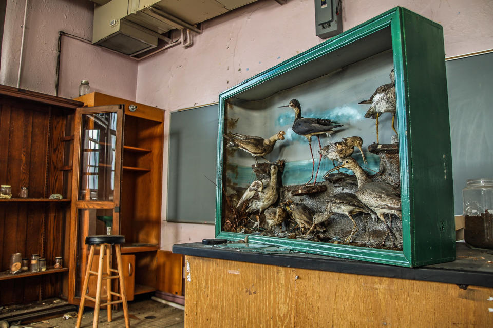 <p>A taxidermy cabinet still looking pristine and almost untouched. (Photo: Leland Kent/Caters News) </p>