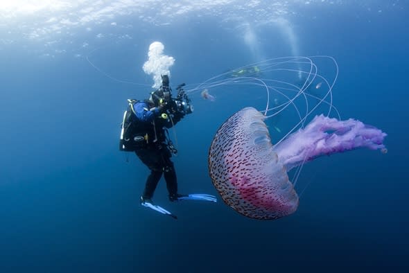 Beautiful but dangerous jellyfish pictured in Scotland