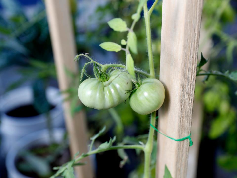 A green vegetable growing in Paul's garden.