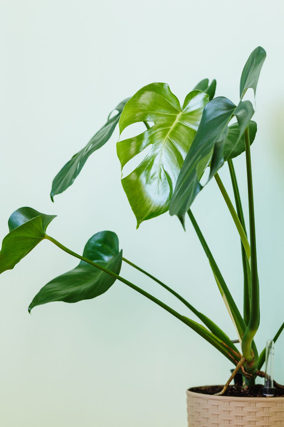 <p>An island adventure might not be on your calendar, but the Monstera Deliciosa is the next best thing. Its leaves—with unusual hole formations and ridges—have given it the nickname Swiss Cheese plant. The perfect conversation starter for any room in your home, this climbing plant does well with bright, indirect light. </p><p><a class="link " href="https://go.redirectingat.com?id=74968X1596630&url=https%3A%2F%2Fbloomscape.com%2Fproduct%2Fmonstera%2F&sref=https%3A%2F%2Fwww.goodhousekeeping.com%2Fhome%2Fgardening%2Fg32490113%2Fbest-aesthetic-plants%2F" rel="nofollow noopener" target="_blank" data-ylk="slk:SHOP NOW;elm:context_link;itc:0;sec:content-canvas">SHOP NOW</a></p>