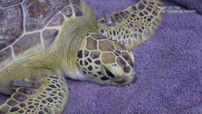 Reservations are needed to join a nighttime sea turtle walk hosted by the Sea Turtle Preservation Society.