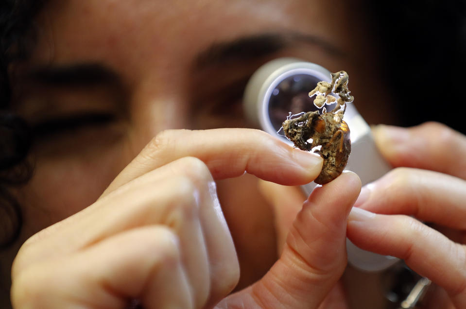 Scientist Ester Gaya examines the fungus Isaria sinclairii on an insect also known as a zombie fungus at Kew Gardens' fungarium in London, Tuesday, Sept. 11, 2018. The release Wednesday of the scientists at the renowned Royal Botanic Gardens at Kew “State of the World’s Fungi” report, is touted as the first ever global look at the way fungi help provide food, medicine, plant nutrition, lifesaving drugs _ and can also spread death and destruction at an alarming pace. (AP Photo/Frank Augstein)