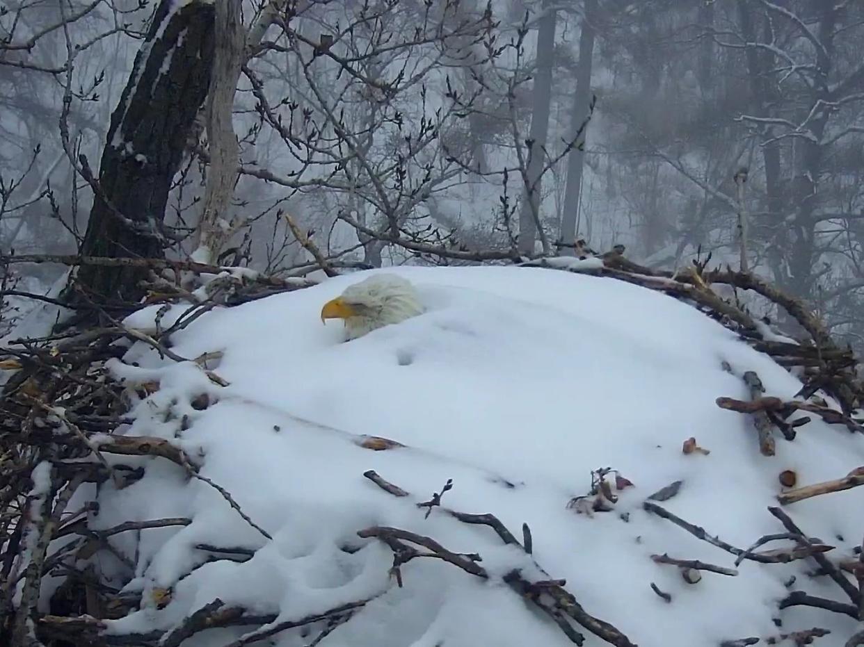 The EagleCam, run by the Minnesota Department of Natural Resources, livestreams the eagles' nest 24/7.