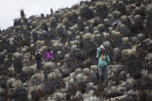 <p>A l'occasion de trois missions auxquelles ont participé une dizaine de scientifiques, des mousses et lichens nouveaux pour le Venezuela ont été trouvés sur le glacier de Humboldt. </p>