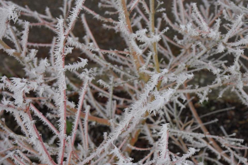 Cornwall can expect widespread frost as temperatures plummet in the coming days <i>(Image: John Medcalf)</i>