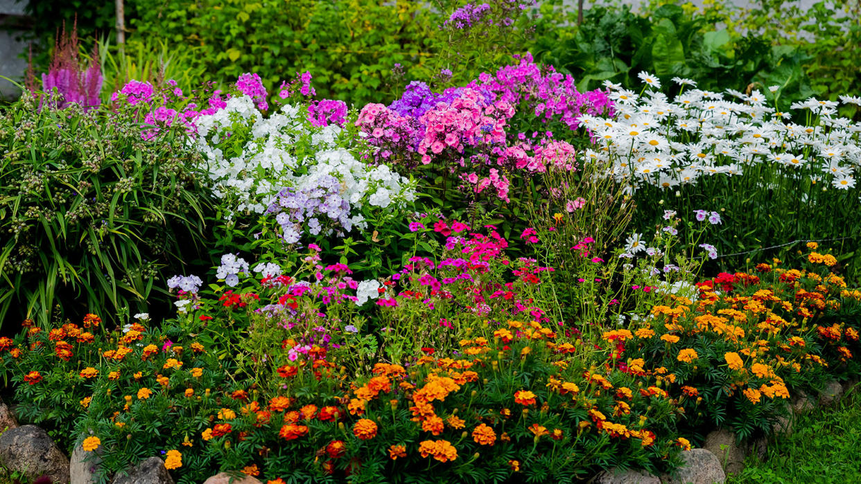  flower bed packed with colorful flowers in full bloom 