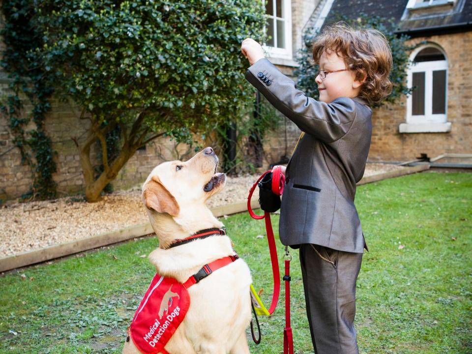 Diabetes-detection dogs help patients avoid serious blood sugar crashes, first large trial finds