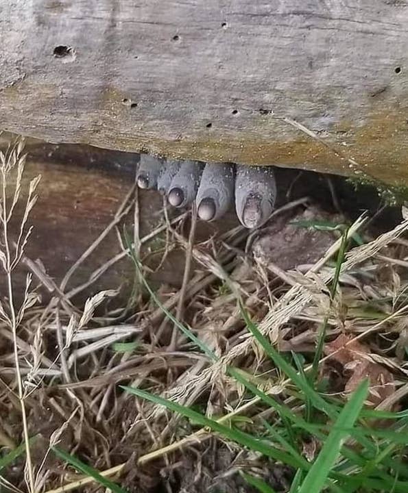 fungus coming out from under a log that looks liek the shape of human toes with toenails