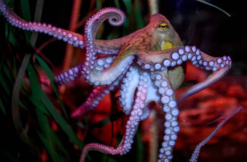 If there is a realistic possibility that an animal has consciousness - for example, that octopuses can suffer - then this possibility should be taken into account, say the signatories of a new scientific declaration. Britta Pedersen/dpa