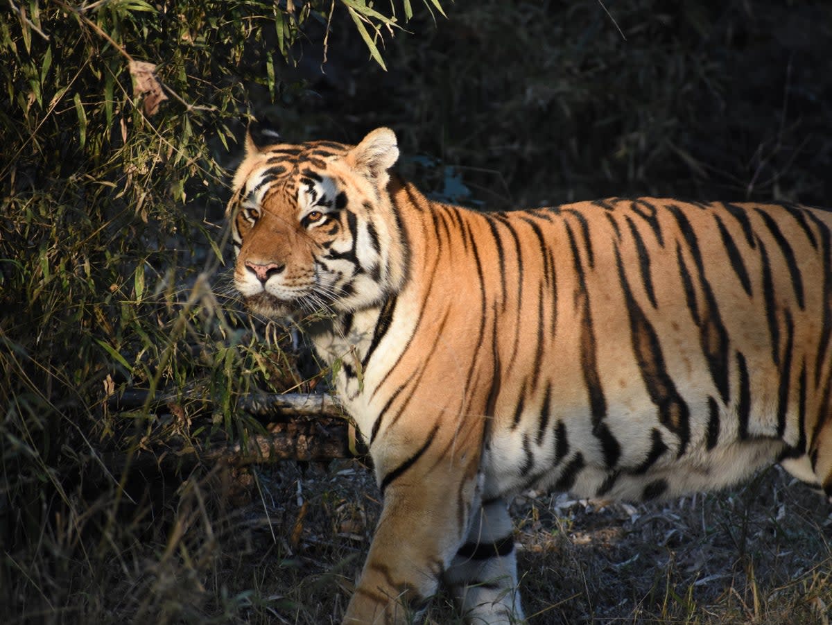 Representational image: Bengal tiger numbers are on the up in India (James Draven)