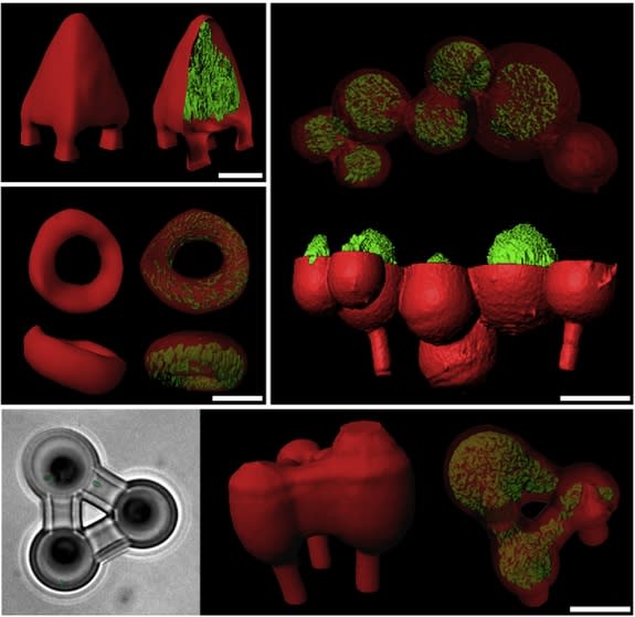 3D printing allows scientists to build their own bacterial colonies in any number of shapes, from pyramids to donuts to spheroids.