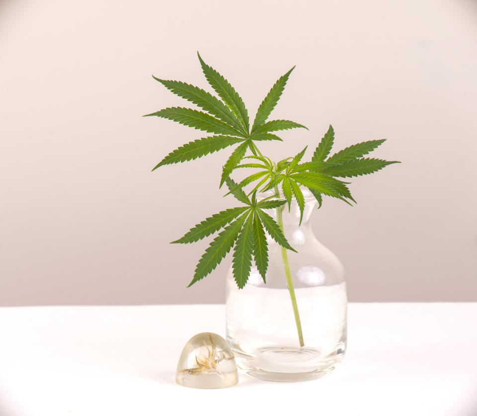 Marijuana leaves in a vase