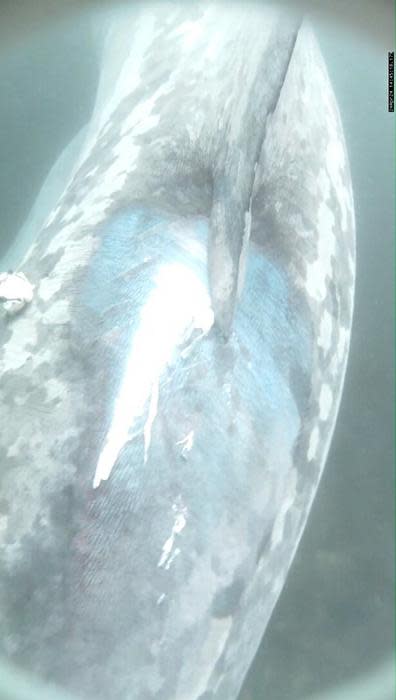 Damaged skin visible on basking shark after boat strike