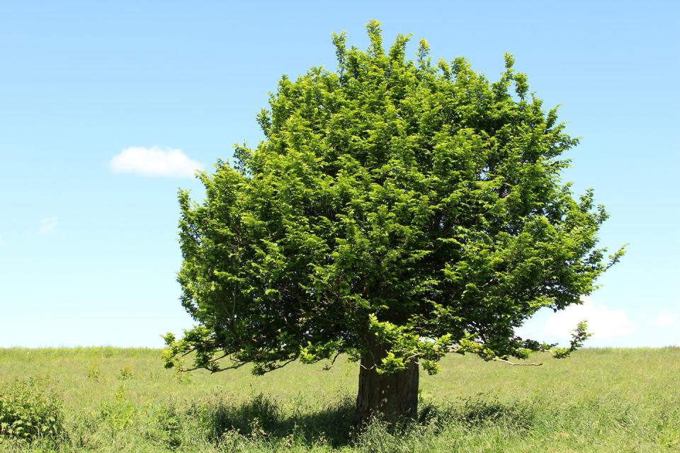 Single hornbeam tree (carpinus) in green field, blue sky, clouds