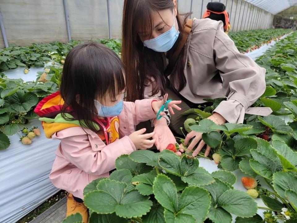 親子草莓採果趣。圖/台北市政府產發局提供
