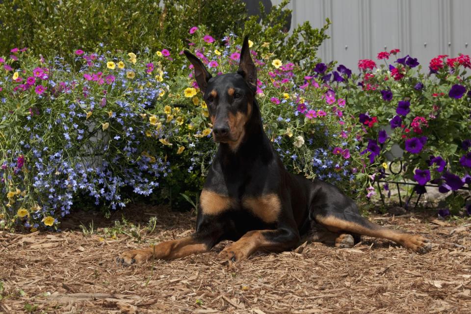 Doberman Pinscher