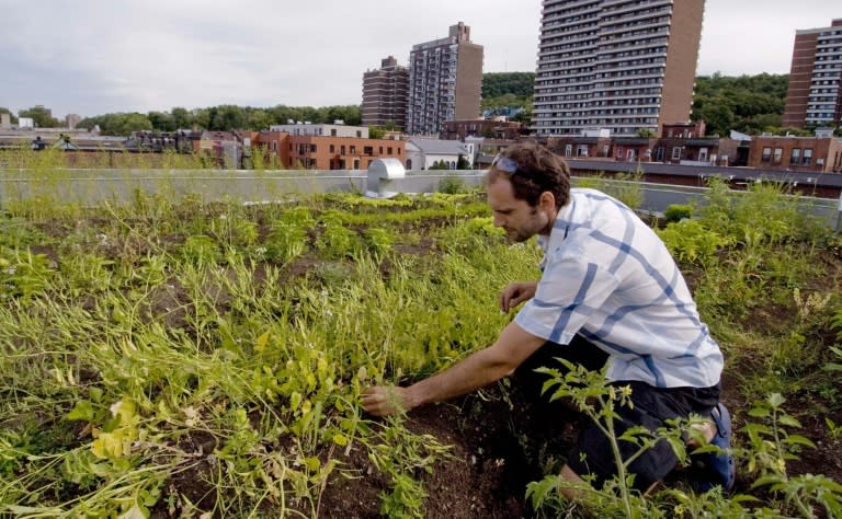 A man weeds his rooftop garden on August 9, 2007 in Montreal