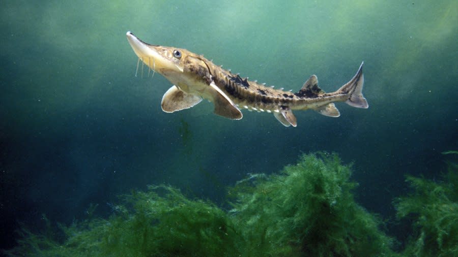 A young sturgeon. (Courtesy Nebraska Game & Parks Commission)