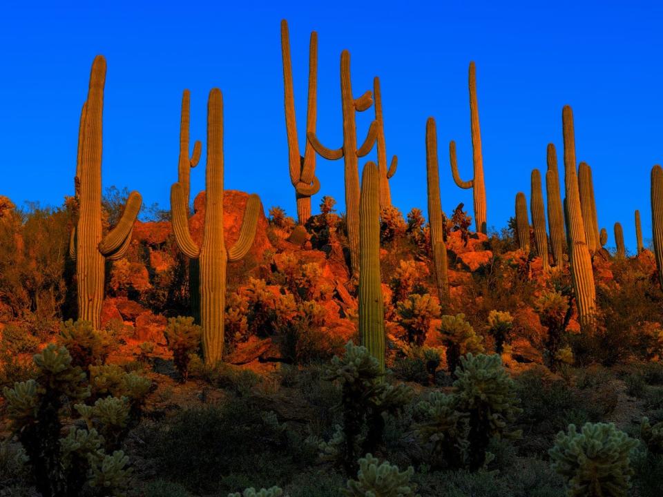 Saguaro National Park