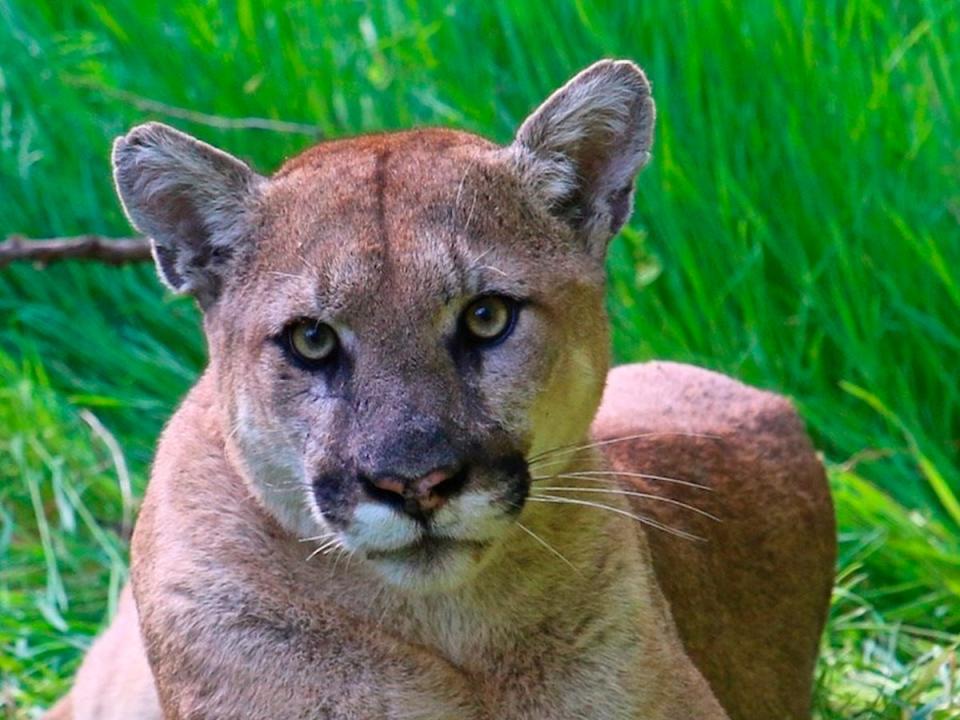 A boy miraculously escaped with minor injuries after a cougar confrontation in Washington state (AP)