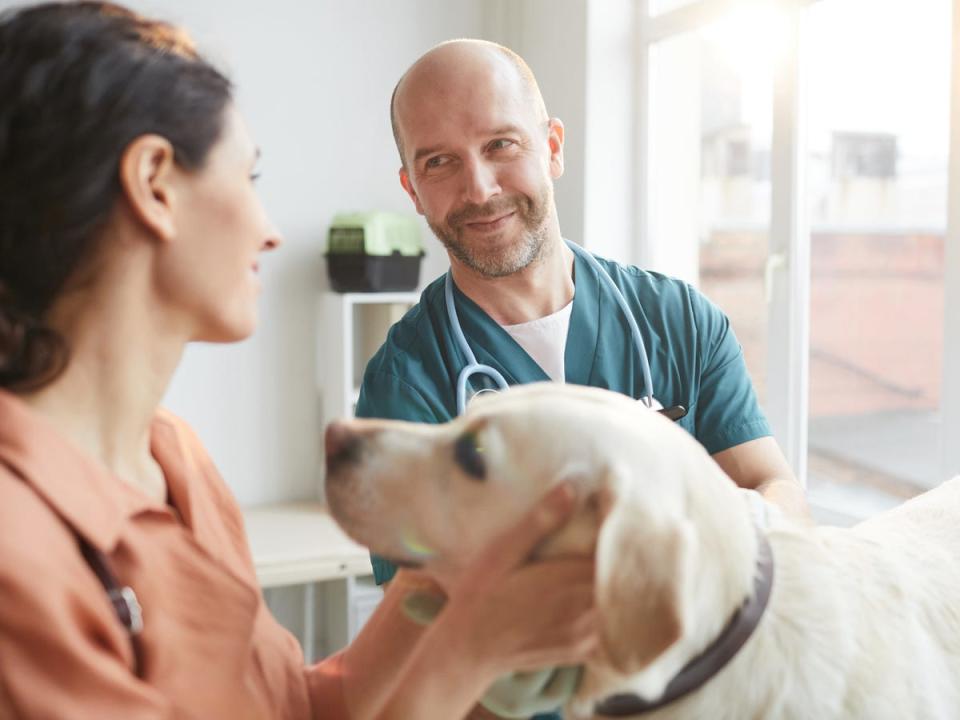 A person places their hands on the side of a yellow lab's face while talking to a veterinarian.
