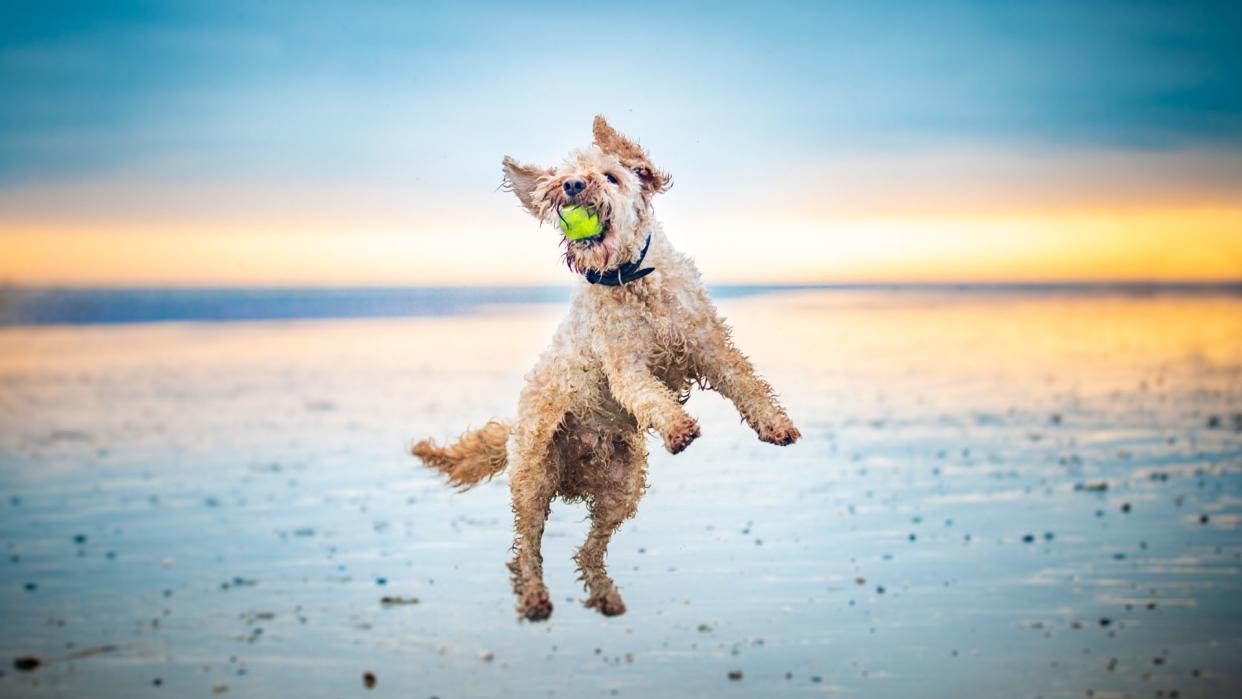 Dog jumping in the air catching a tennis ball