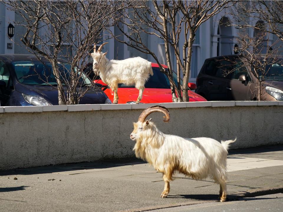 Mountain goats roam the streets of LLandudno on March 31, 2020 in Llandudno, Wales. The goats normally live on the rocky Great Orme but are occasional visitors to the seaside town, but a local councillor told the BBC that the herd was drawn this time by the lack of people and tourists due to the COVID-19 outbreak and quarantine measures. (Photo by Christopher Furlong/Getty Images)