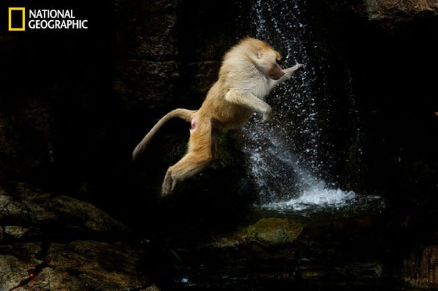 Un babouin en train d'en chasser un autre, au Prospect Park zoo aux Etats-Unis. Toutes les photos sur <a target="_blank" href="http://ngm.nationalgeographic.com/your-shot/weekly-wrapper">nationalgeographic.com </a>