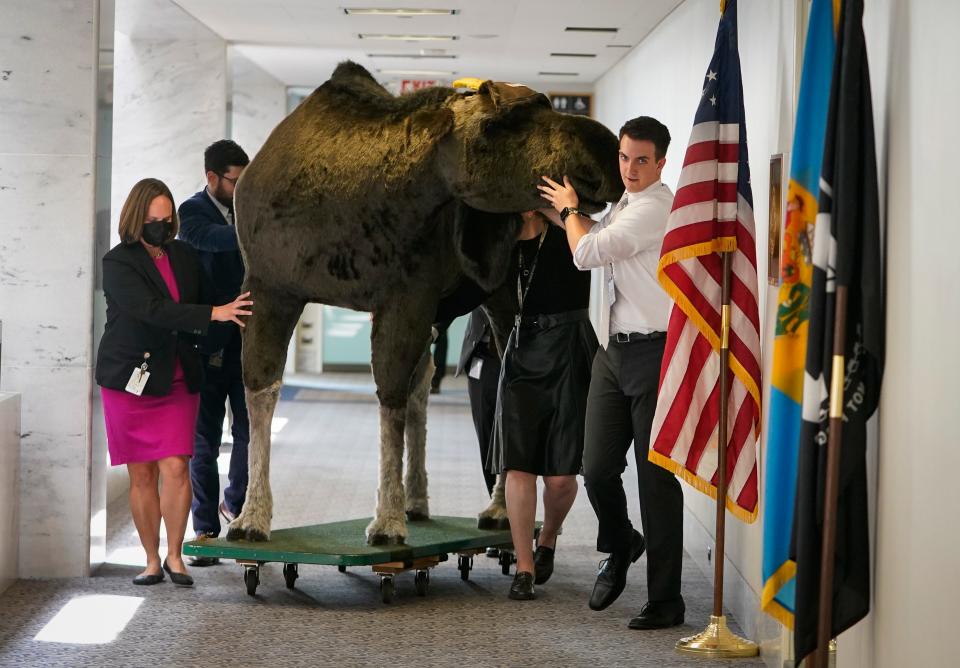 Marty the Moose and Kodak the Bear, not shown, are pushed through the 5th floor hallway of the Hart Senate Office Building by Senator Jeanne Shaheen’s Hart office staff following the journey from New Hampshire to Washington. Senator Shaheen will host the 12th Experience New Hampshire on June 14, 2023.