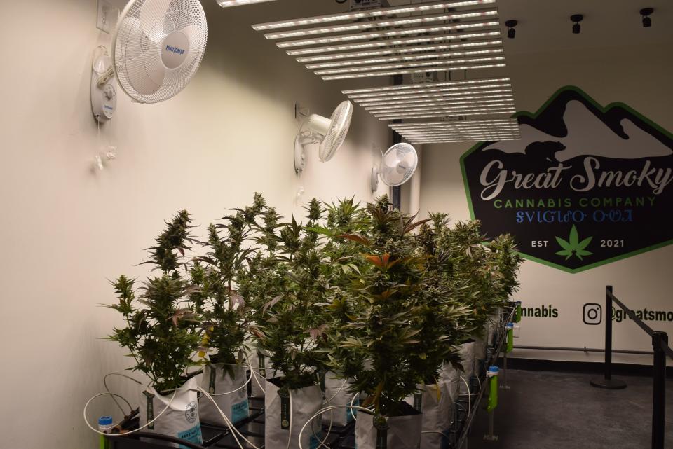 A cannabis plant grow room in the Eastern Band of Cherokee Indians' Great Smoky Cannabis Co. dispensary in Cherokee, North Carolina. April 20, 2024.