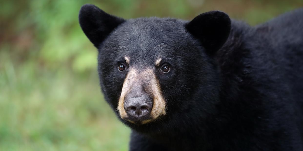 Closeup of a young Black Bear in Ontario, Canada