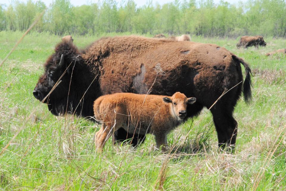 A mother bison and her calf at Kankakee Sands nature preserve.