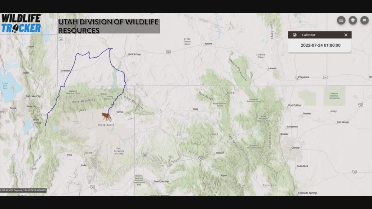 Cougar journeys 1,000 miles from Utah mountains to eastern Colorado