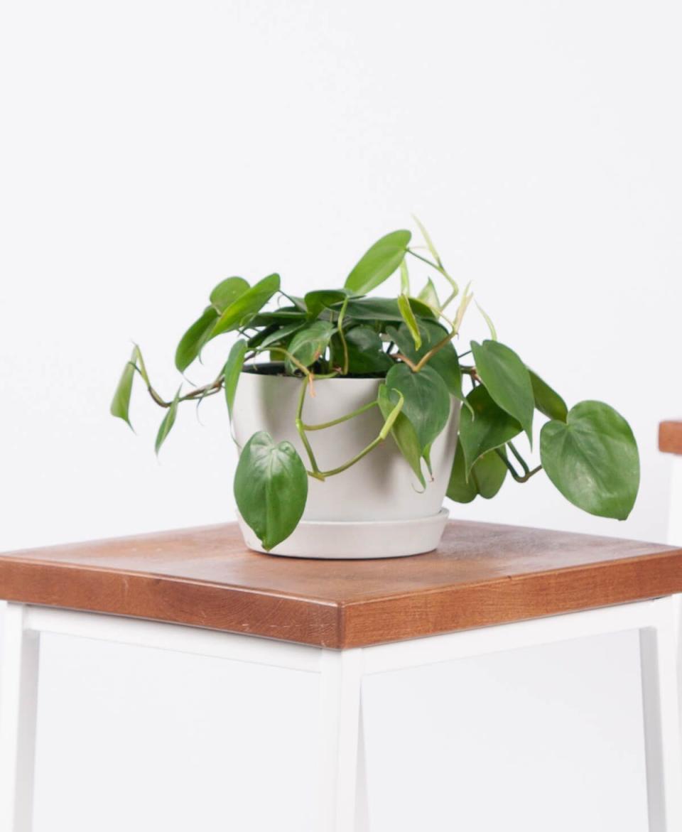 7) The Philodendron