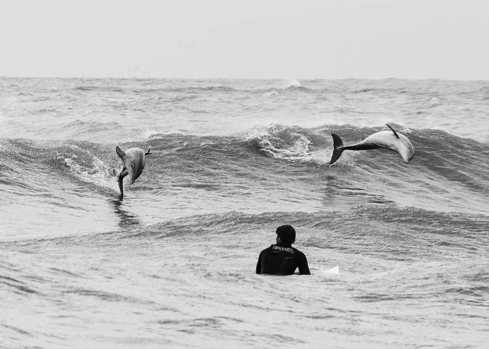 Grand Isle surfer and dolphins