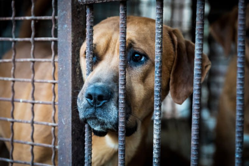 Some 1 million dogs are still being raised in South Korea for human consumption, according to rights campaigner HSI. FIle Photo by Thomas Maresca/UPI