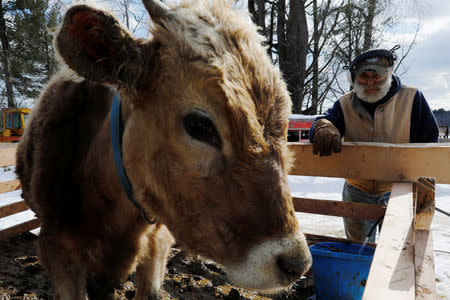 Dairy farmer Fred Stone checks on his cows, after discovering the soil, hay, and the milk from the cows on the farm contain extremely high levels of PFAS chemicals resulting from a 1980's state program to fertilize his pastures with treated sludge waste and making the milk unsuitable for sale, at the Stoneridge Farm in Arundel, Maine, U.S., March 11, 2019. Picture taken March 11, 2019. REUTERS/Brian Snyder