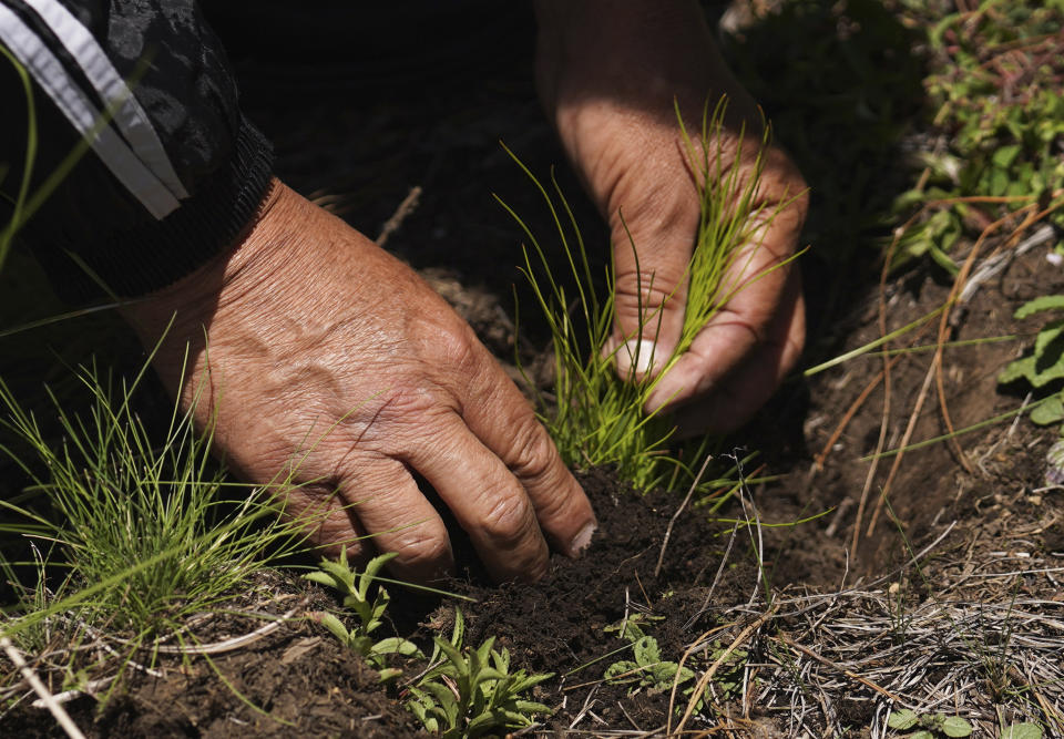 FILE - A local farmer plants pine saplings in a recently deforested area in the San Miguel Topilejo borough of Mexico City, Aug. 13, 2023. Illegal logging is particularly acute in San Miguel Topilejo, which, because it has forests and is crossed by highways, makes it an attractive place for gangs to cut logs and move them to sawmills. (AP Photo/Marco Ugarte, File)