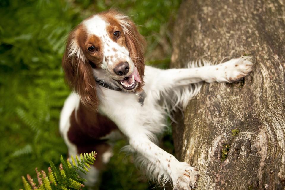 Welsh Spring Spaniel, one of the most affectionate dog breeds, stands on hind legs in the woods with his front legs leaning on a fallen tree trunk